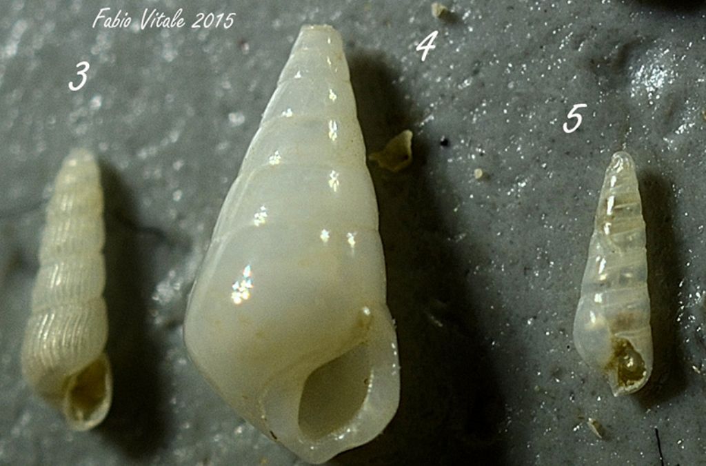 Gasteropodi da determinare